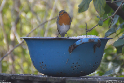 Roodborst - Erithacus rubecula - Capelle aan den IJssel