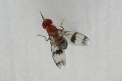 Chymomyza amoena