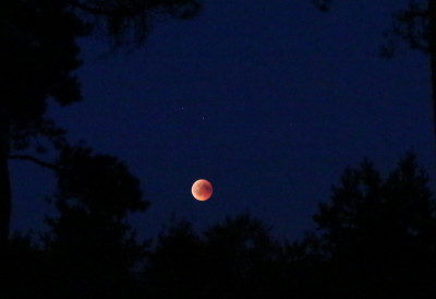 IMG_4104-2 Bloedmaan (Luna sanguinea).jpg