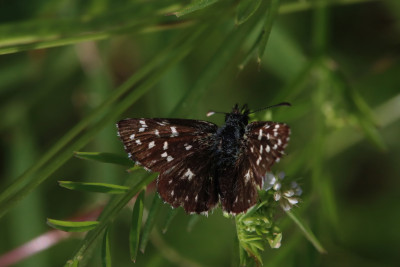 Juni 2021, Veluwe