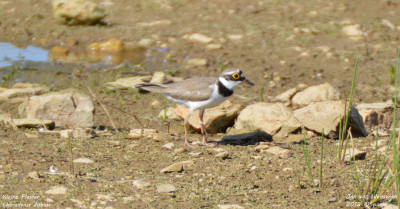 Kleine Plevier - Charadrius dubius - Monfrague - Spanje