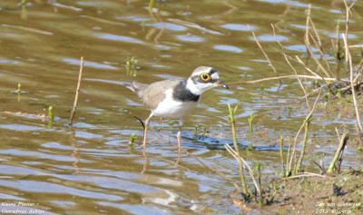 Kleine Plevier - Charadrius dubius - Monfrague - Spanje