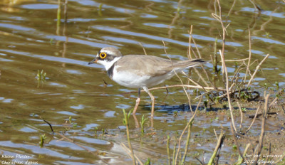 Kleine Plevier - Charadrius dubius - Monfrague - Spanje