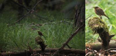 IMG_3600-2-2 Roodborst (Erithacus rubecula).jpg