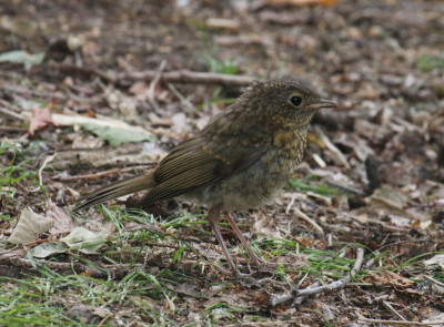 IMG_1937-2 Roodborst (Erithacus rubecula).jpg