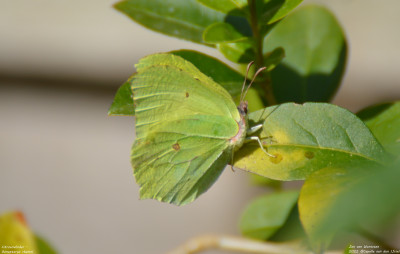 Citroenvlinder - Gonepteryx rhamni - Capelle aan den IJssel