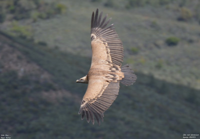 Vale Gier - Gyps fulvus - Monfrague - Spanje