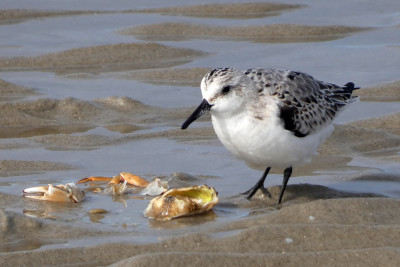 Drieteenstrandloper