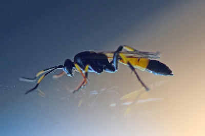 Ichneumon stramentor