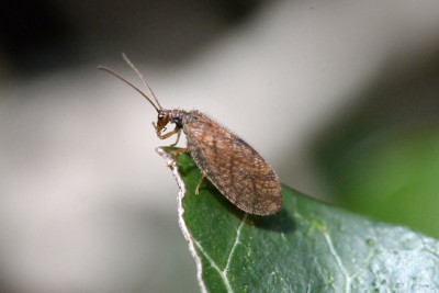 Micromus angulatus