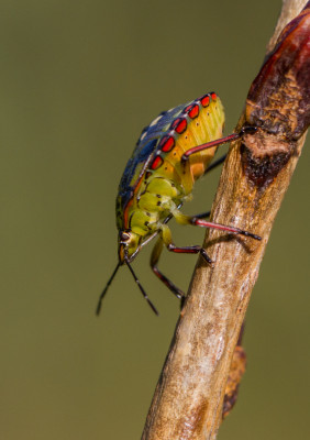 IMGL3509 Verwijsclub Floraenfauna.jpg