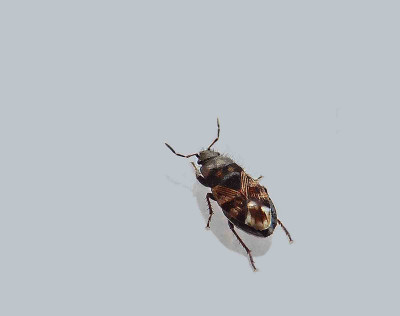 DSCN5950.JPG