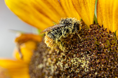 zonnebloem4.jpg