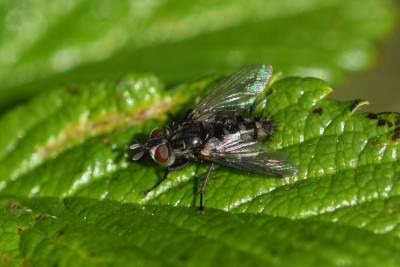 Phorocera obscura