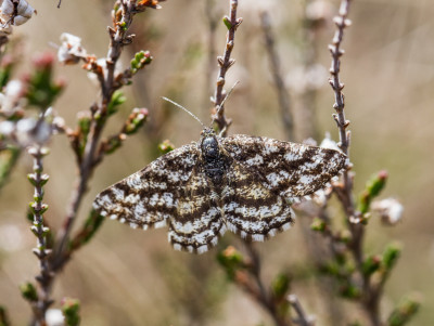 Gewone heispanner - Ematurga atomaria