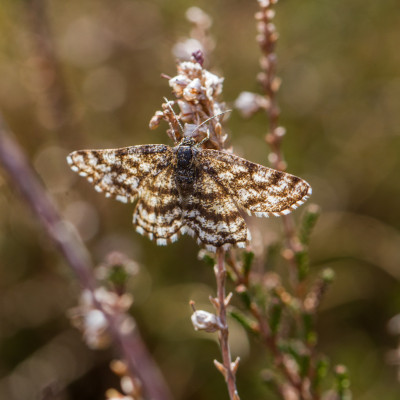 Gewone heispanner - Ematurga atomaria