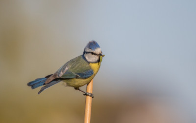 Pimpelmees - Cyanistes caeruleus