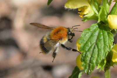 Akkerhommel