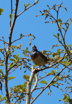 IMG_1983-2 Blauwborst.jpg