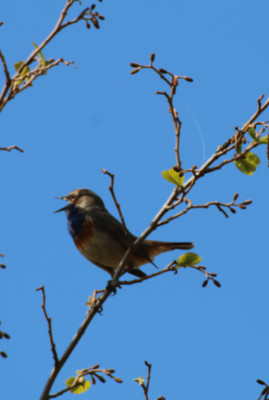 IMG_1968-2 Blauwborst.jpg