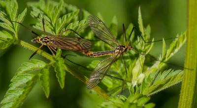 Tijgerlangpootmug - Nephrotoma appendiculata