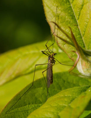 Tijgerlangpootmug - Nephrotoma appendiculata