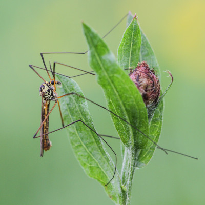 Tijgerlangpootmug - Nephrotoma appendiculata