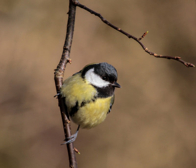 Koolmees - Parus major