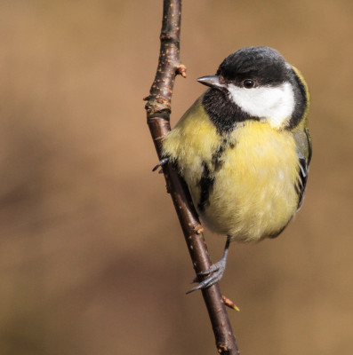 Koolmees - Parus major