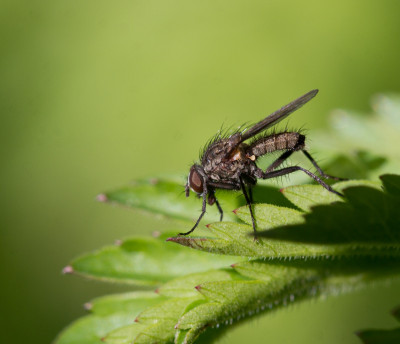 Bloemvlieg onbekend - Anthomyiidae indet.