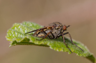 Grote dansvlieg - Empis tessellata