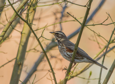 Koperwiek - Turdus iliacus