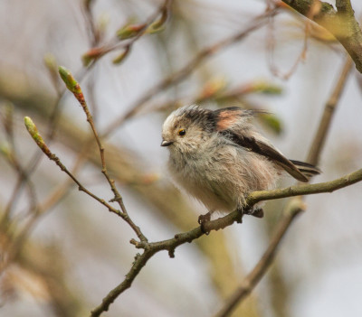 Staartmees - Aegithalos caudatus