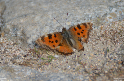 Grote vos - Nymphalis polychloros - Manzanares el Real - Spanje