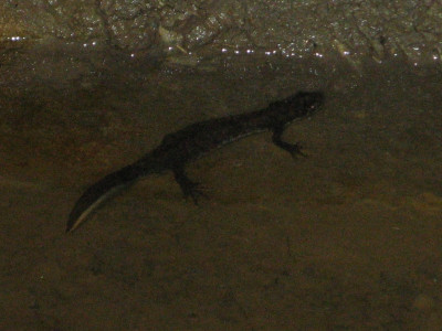 108936640_1 Kamsalamander.jpg