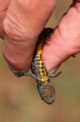 147886777_2 Kamsalamander.jpg