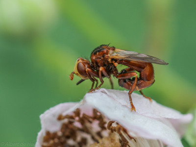 Roestbruine kromlijf - Sicus ferrugineus