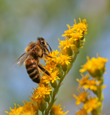 Honingbij-Apis mellifera