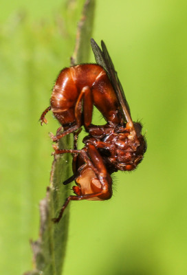 Roestbruine kromlijf - Sicus ferrugineus