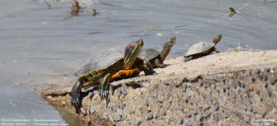 Moorse beekschildpad - Mauremys leprosa - Embalse de Santillana - Spanje