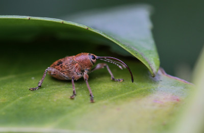 Eikelboorder / Kleine eikelboorder - Curculio glandium