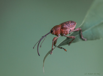 Eikelboorder / Kleine eikelboorder - Curculio glandium