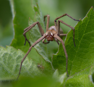 Kraamwebspin - Pisaura mirabilis 28-04-2022