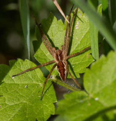 Kraamwebspin - Pisaura mirabilis 28-04-2022