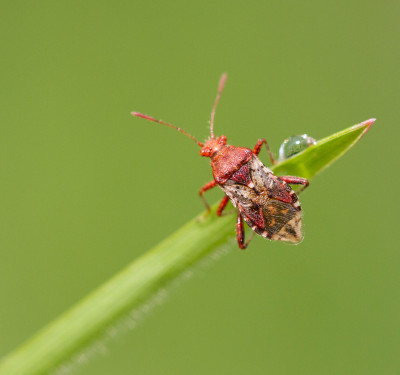 Geblokte glasvleugelwants - Rhopalus subrufus