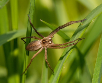 Kraamwebspin - Pisaura mirabilis 02-05-2022