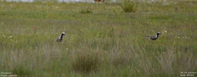 Zilverplevier - Pluvialis squatarola - Embalse de Santillana - Spanje