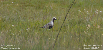 Zilverplevier - Pluvialis squatarola - Embalse de Santillana - Spanje