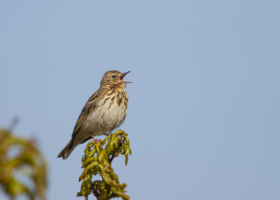 Boompieper - Anthus trivialis