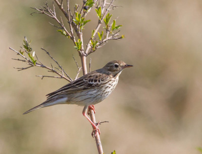 Boompieper - Anthus trivialis